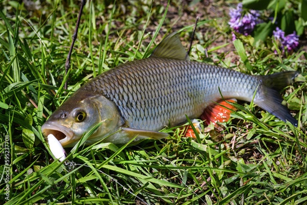 Obraz Chub fish in a green grass