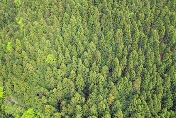 Fototapeta 上空から見た針葉樹林帯