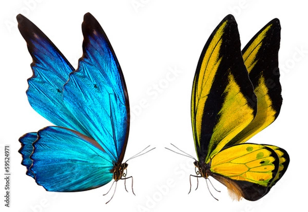 Obraz butterfly macro background