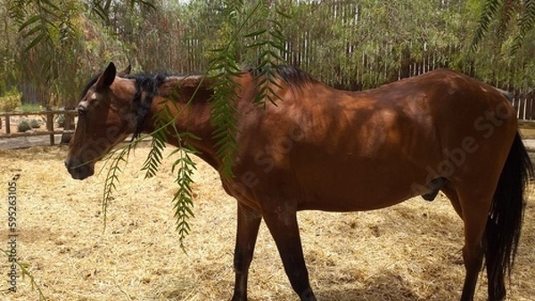 Obraz Caballo marrón