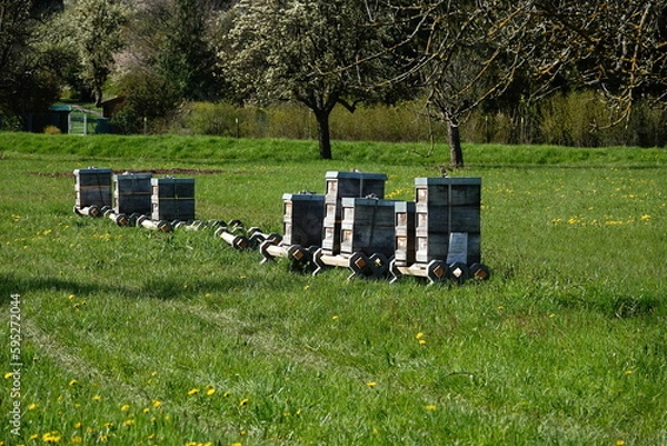 Fototapeta Bienstöcke in einer Reihe auf einer Wiese vor Obstbäumen im Frühling