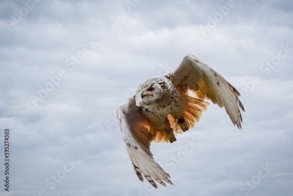 Fototapeta Flying owl