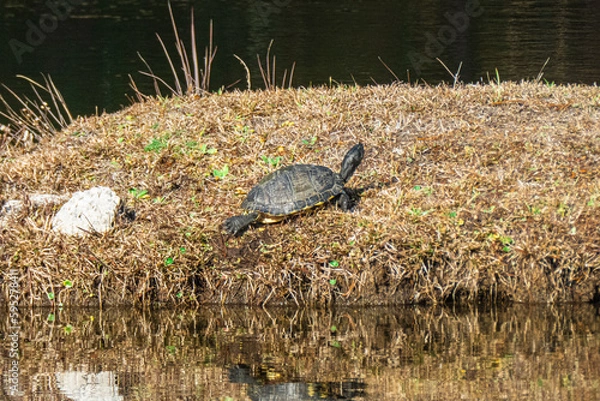 Fototapeta Red-Eared Slider