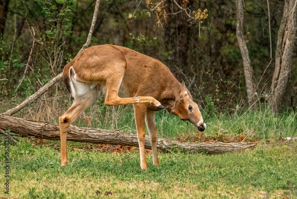 Obraz deer in the woods