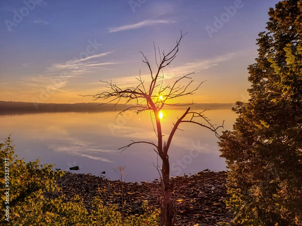 Obraz Sunrise with bare tree in foreground