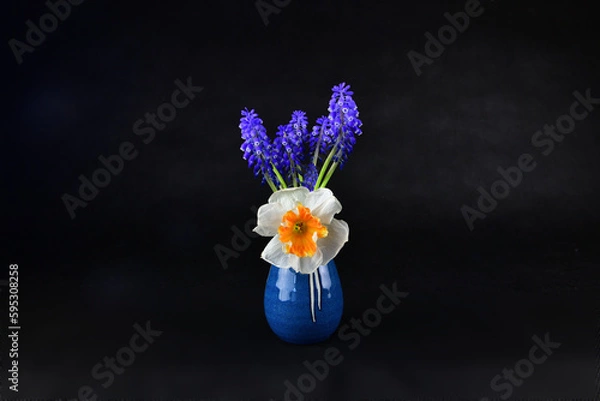 Obraz The beautiful grape hyacinth and the blueberry in a blue ceramic vase. 
Focused on the center of the grape hyacinth.
