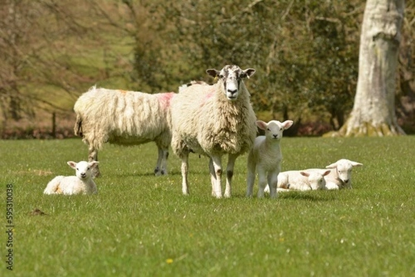 Obraz sheep and lambs