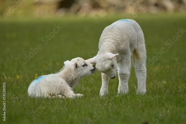 Obraz lambs in the field
