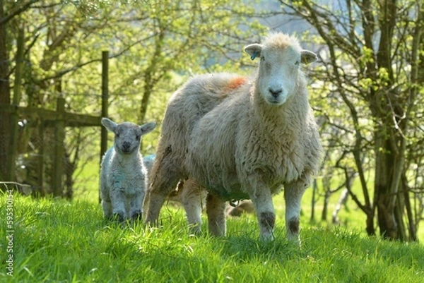 Obraz sheep and lamb
