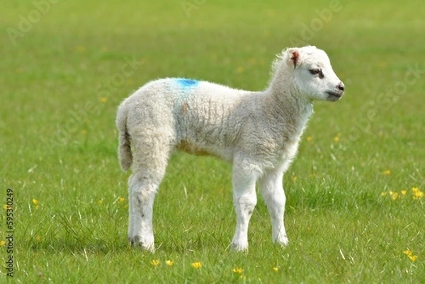 Obraz lamb in the field