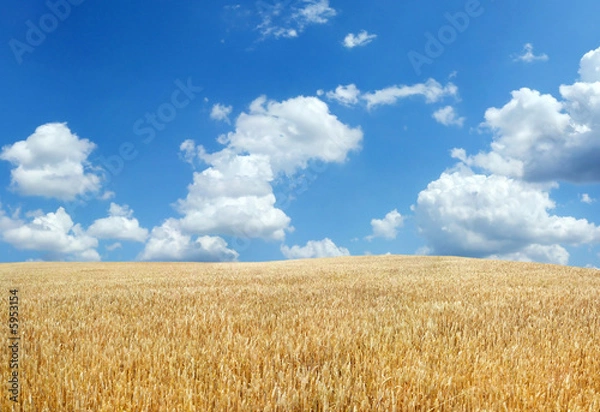 Obraz Wheat field under blue sky