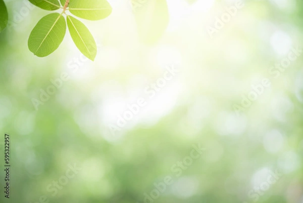 Fototapeta Beautiful nature view of green leaf on blurred greenery background in garden and sunlight with copy space using as background natural green plants landscape, ecology, fresh wallpaper concept.