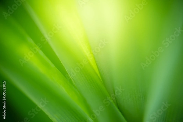 Fototapeta Abstract background nature view with copy space using as background natural landscape,Textures Leaves, cover page, fresh wallpaper concept.