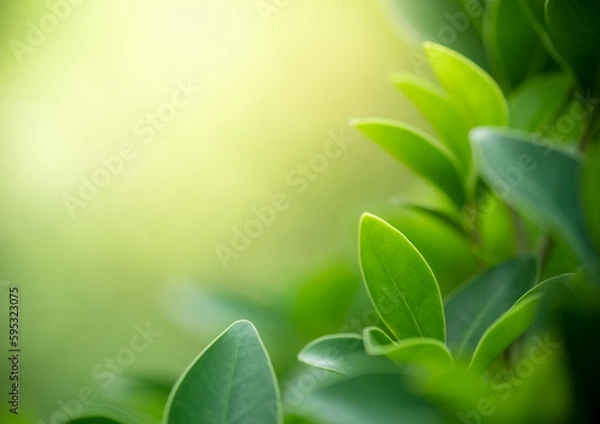 Fototapeta Beautiful nature view of green leaf on blurred greenery background in garden and sunlight with copy space using as background natural green plants landscape, ecology, fresh wallpaper concept.