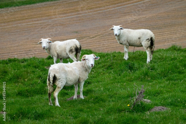 Fototapeta sheep with un-docked tails on a hillside showing the reason for docking.  Faeces retention.