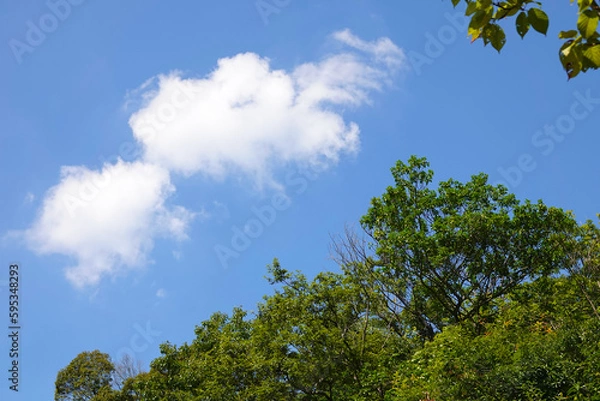 Fototapeta 夏空と緑と白雲

