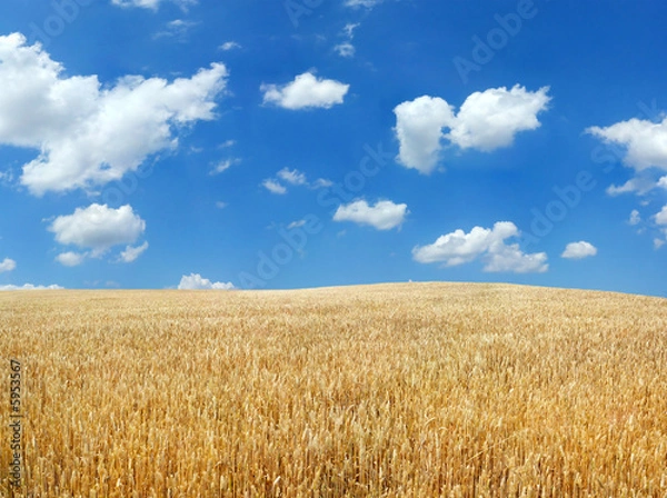 Obraz Wheat field under blue sky