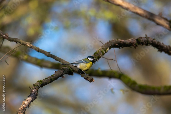 Obraz Great tit on a branch in a forest