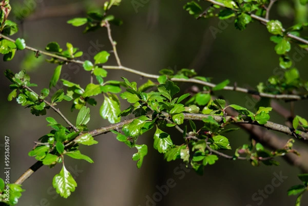 Obraz Green bush leaves with nice smooth background