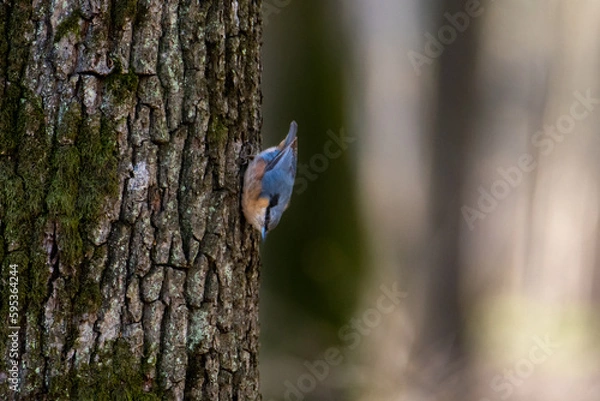 Obraz Eurasian nuthatch on a tree in a forest