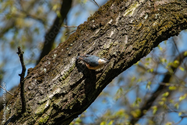 Obraz Eurasian nuthatch on a tree in a forest