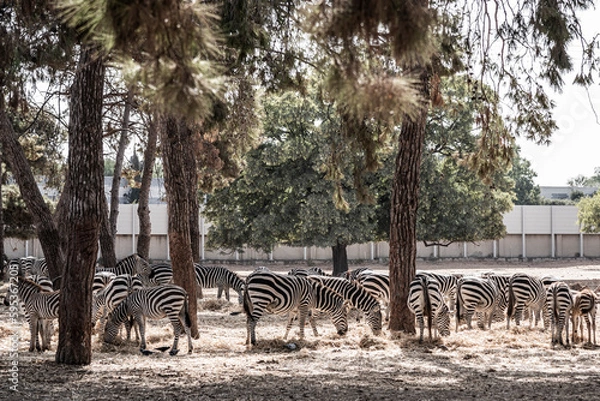 Fototapeta Zebras graze among the trees in the safari park in Ramat Gan in Israel