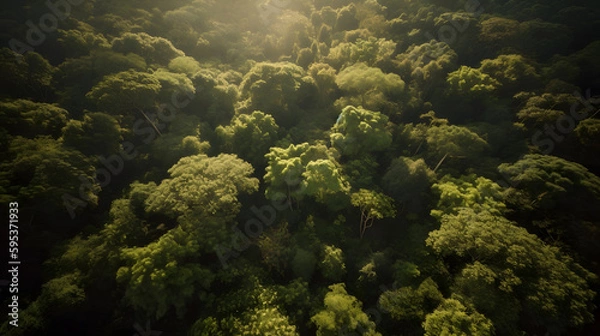 Fototapeta A stunning aerial view of a lush green forest, with sunlight streaming through the canopy, creating a magical atmosphere.