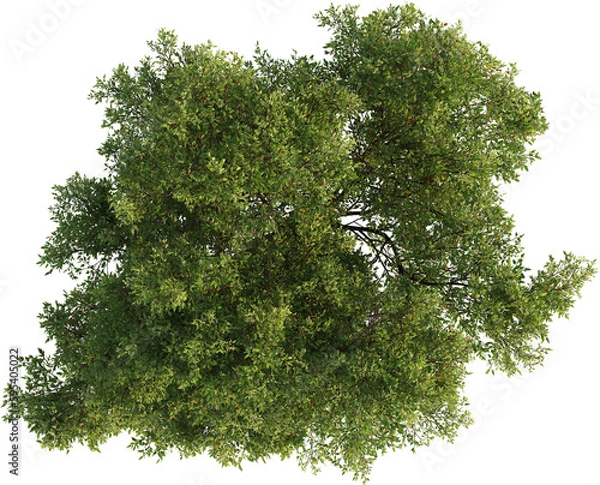 Obraz Top view of Oak Tree