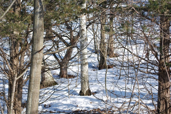 Obraz February 14, 2009. New London, Wisconsin. Mosquito Hill Nature Center. A winter scene of trees and snow.