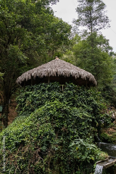 Obraz Palapa en el bosque