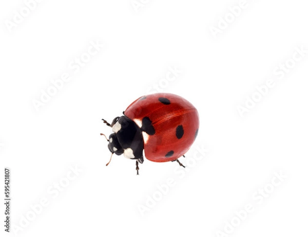 Fototapeta Top down view red ladybug crawling isolated cutout on transparent