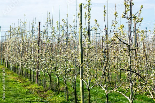 Fototapeta Spring white blossom of pear fruit trees in orchard, Sint-Truiden, Haspengouw, Belgium
