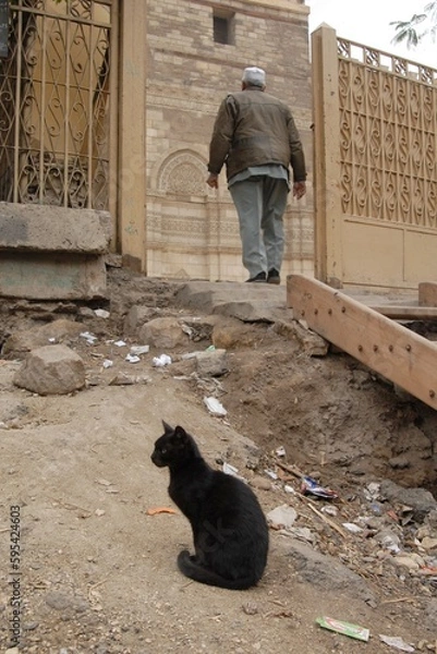 Fototapeta エジプト・カイロのストリートで暮らす猫 （2007年1月）