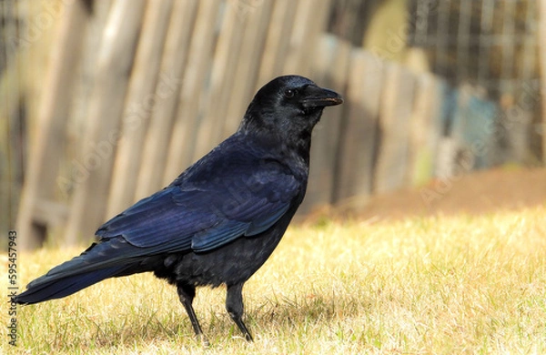 Obraz Common American Crow