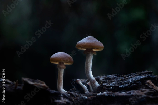 Fototapeta a Mushroom macro photography natural