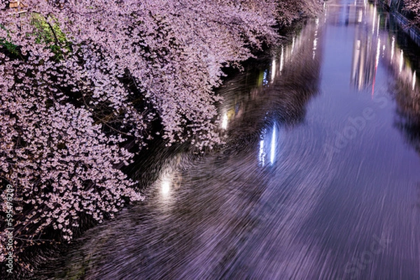 Obraz 川面を流れる桜の花びら　目黒川