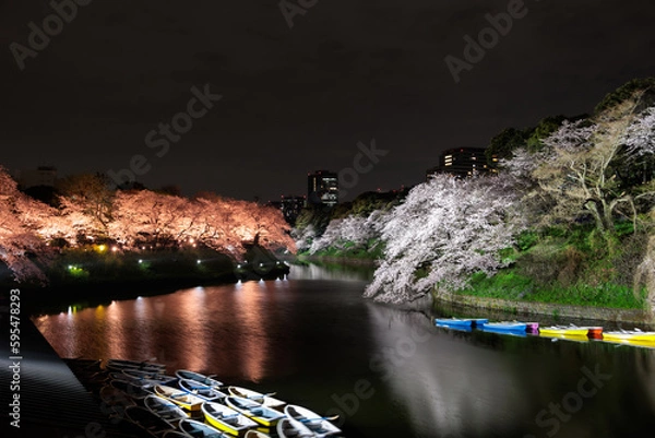 Obraz 千鳥ヶ淵の桜ライトアップ