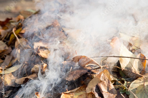 Obraz smoke from burning leaves