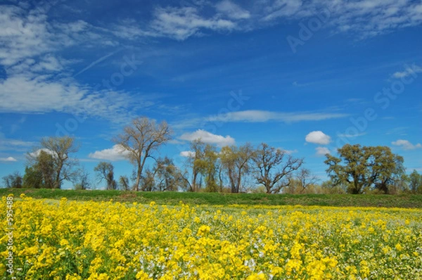 Obraz springtime meadow
