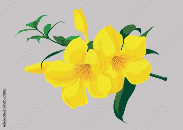 Obraz yellow allamanda flowers