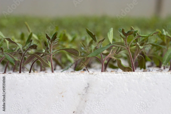 Obraz Tomato Seedlings