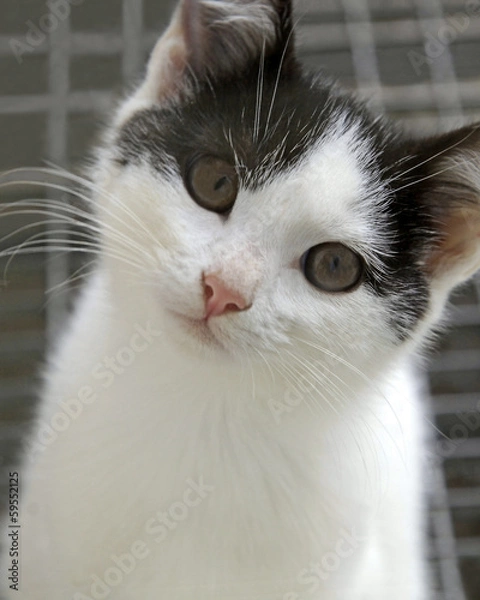 Fototapeta Młody kotek