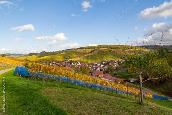 Fototapeta Vineyard with rows of grape vines in Germanys region Baden-Wuerttemberg