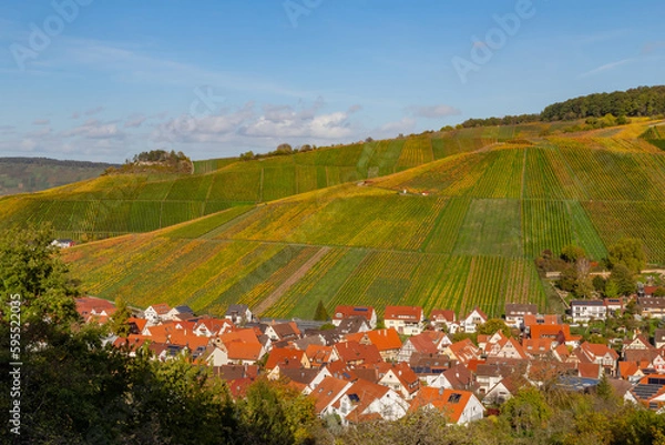 Fototapeta Vineyard with rows of grape vines in Germanys region Baden-Wuerttemberg