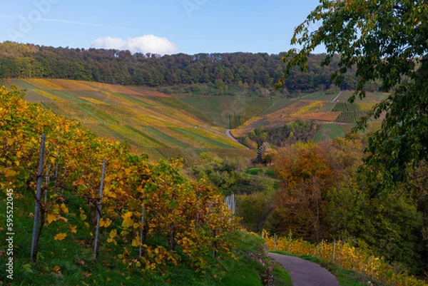 Fototapeta Vineyard with rows of grape vines in Germanys region Baden-Wuerttemberg