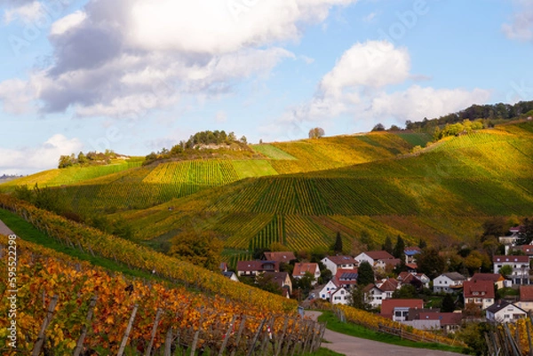Fototapeta Vineyard with rows of grape vines in Germanys region Baden-Wuerttemberg
