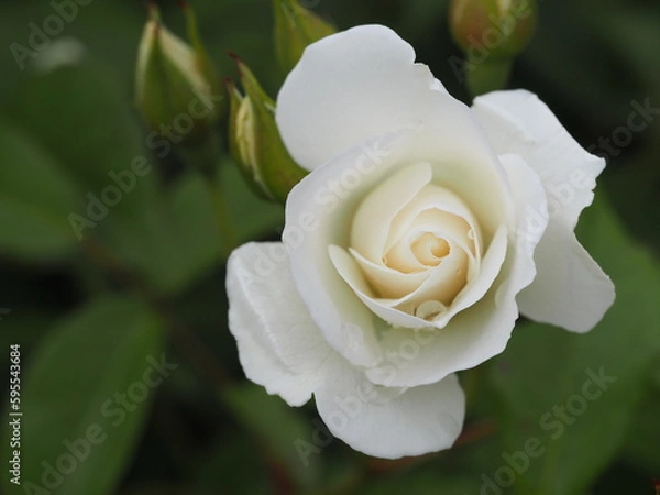 Fototapeta 白いバラ　アイスバーグ