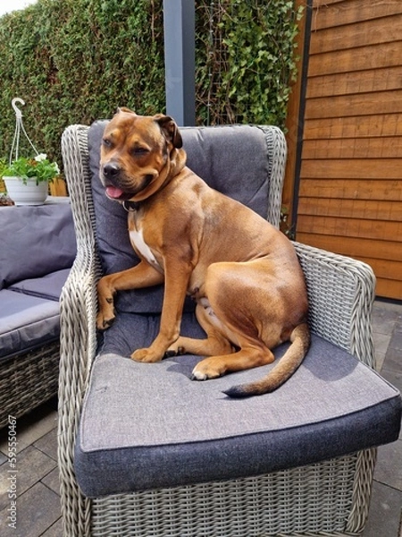Obraz puppy in a basket