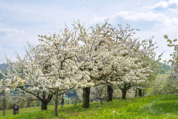 Fototapeta Cherry trees in full bloom near Pretzfeld - Germany in Franconian Switzerland