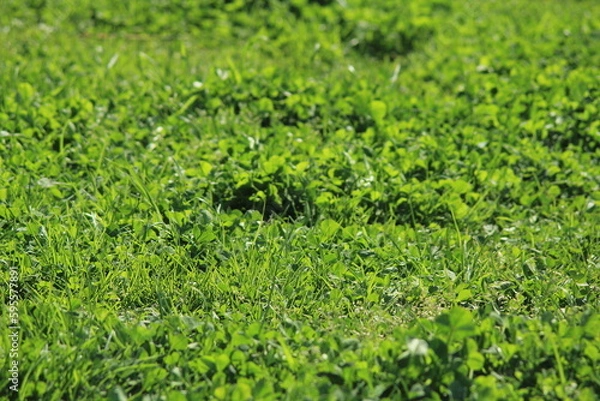 Obraz 生きよく生える緑色の芝生の地面
